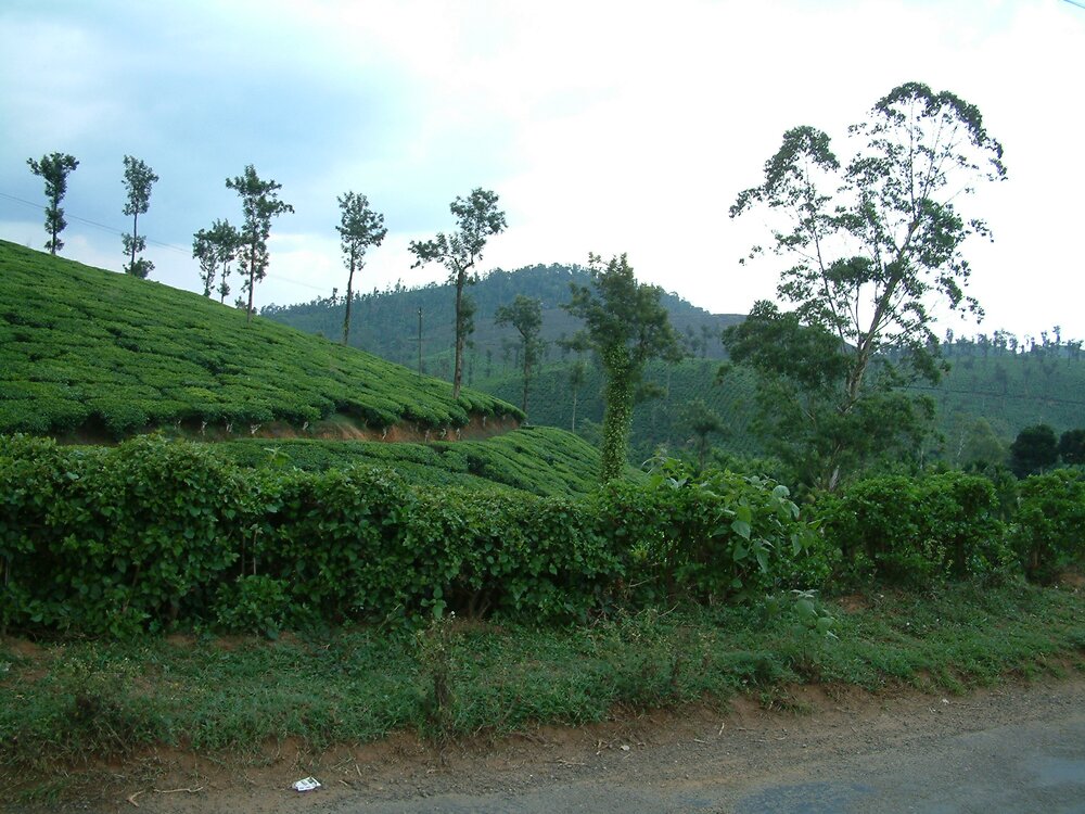 Kerala 072
