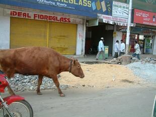 Bangalore 1-26-05 008