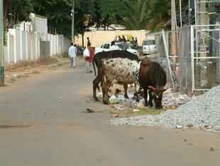 Bangalore 2-5-05 019