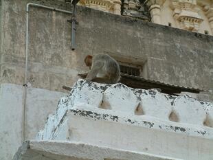 hampi (102)