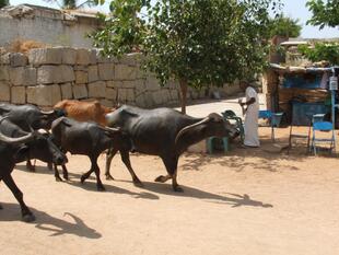 hampi (161)