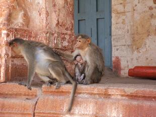 hampi (175)