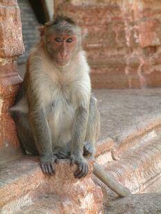 hampi (176)