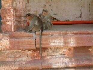 hampi (178)