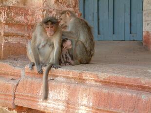 hampi (179)