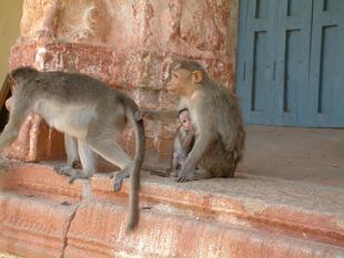 hampi (180)