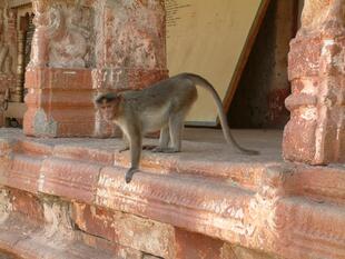 hampi (181)