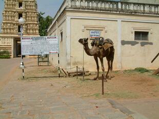 Mysore 3-14-05 096