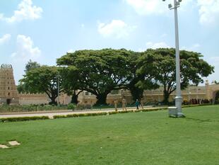 Mysore 3-14-05 131